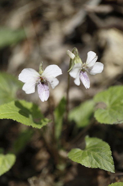 裏高尾deスミレさんぽ  2016.4.9(土)_c0213096_16471535.jpg