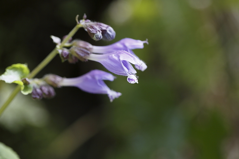 裏高尾deスミレさんぽ  2016.4.9(土)_c0213096_16473154.jpg