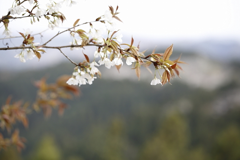 裏高尾deスミレさんぽ  2016.4.9(土)_c0213096_17182078.jpg