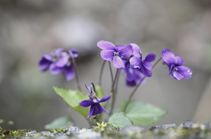 裏高尾deスミレさんぽ  2016.4.9(土)_c0213096_17183188.jpg