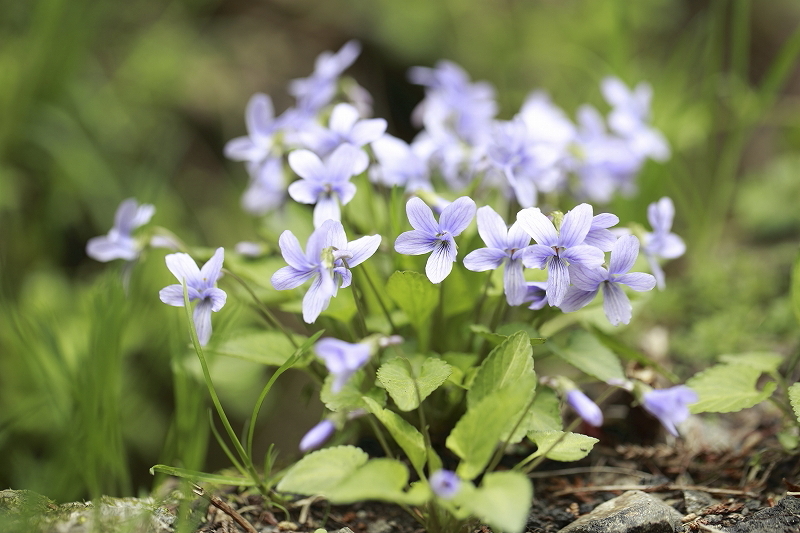 裏高尾deスミレさんぽ  2016.4.9(土)_c0213096_17185966.jpg