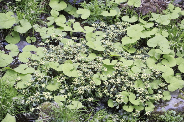裏高尾deスミレさんぽ  2016.4.9(土)_c0213096_17191600.jpg