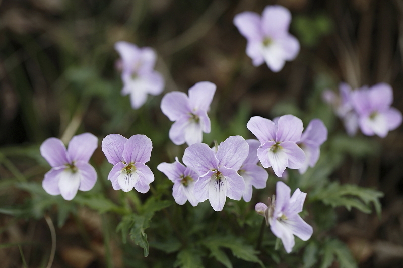 裏高尾deスミレさんぽ  2016.4.9(土)_c0213096_18360527.jpg