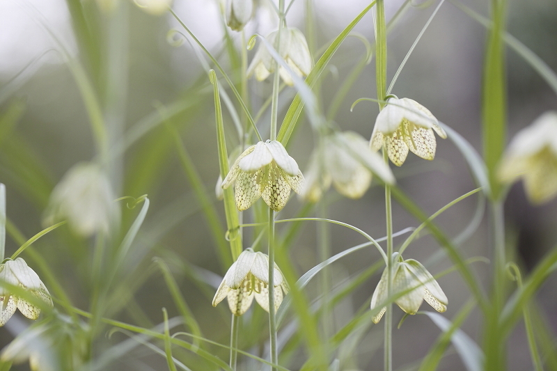 裏高尾deスミレさんぽ  2016.4.9(土)_c0213096_18361598.jpg
