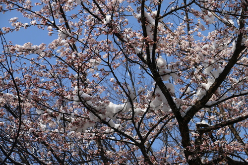 雪持ちサクラを観る　４月1２日　朝　（清明　次候）　鴻雁北る（こうがんかえる）・４_c0075701_22361954.jpg