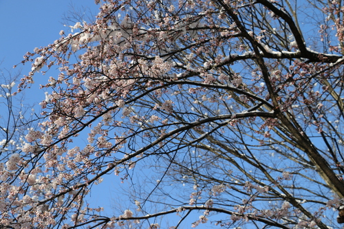 雪持ちサクラを観る　４月1２日　朝　（清明　次候）　鴻雁北る（こうがんかえる）・４_c0075701_2236593.jpg