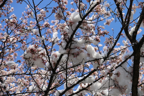 雪持ちサクラを観る　４月1２日　朝　（清明　次候）　鴻雁北る（こうがんかえる）・４_c0075701_2236753.jpg