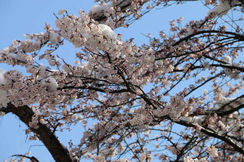 雪持ちサクラを観る　４月1２日　朝　（清明　次候）　鴻雁北る（こうがんかえる）・１１_c0075701_23131364.jpg