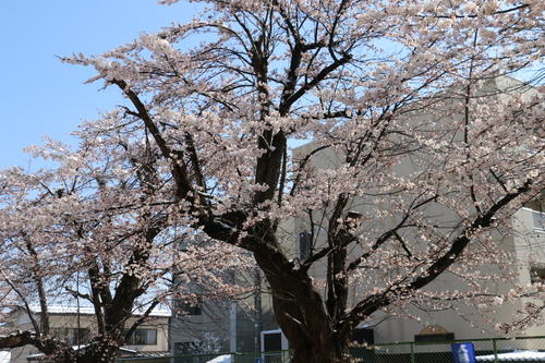 雪持ちサクラを観る　４月1２日　朝　（清明　次候）　鴻雁北る（こうがんかえる）・１１_c0075701_23132255.jpg