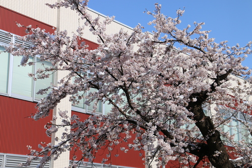 雪持ちサクラを観る　４月1２日　朝　（清明　次候）　鴻雁北る（こうがんかえる）・９_c0075701_2325086.jpg