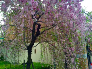 a0050302_3343887.jpg