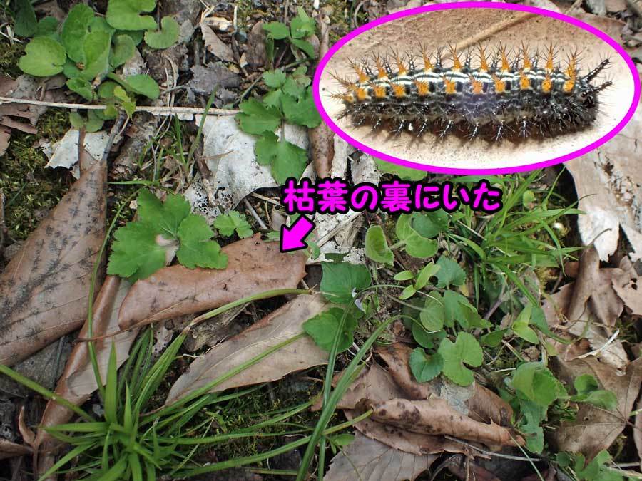 ミドリヒョウモン幼虫_e0253104_23282307.jpg