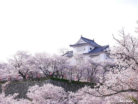 城下に広がる、桜の雲海・・・☆_c0098807_22214872.jpg