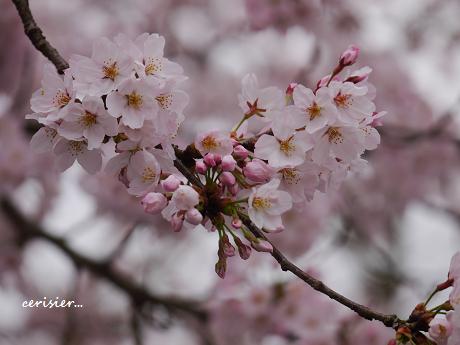 城下に広がる、桜の雲海・・・☆_c0098807_2316927.jpg