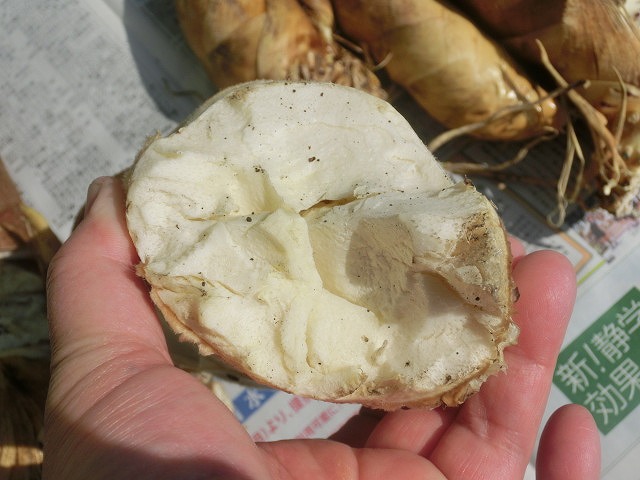 本当の「地産地消」 吉高の裏山で採れたタケノコをいただきました_f0141310_755378.jpg