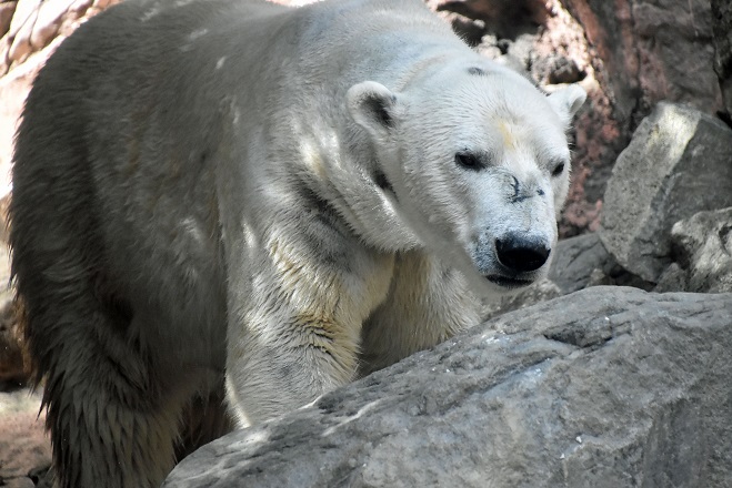 ロシアの ホッキョクグマ ブローカー であるズーラシアでの連続二回目の はずれくじ Polarbearology Conjectaneum
