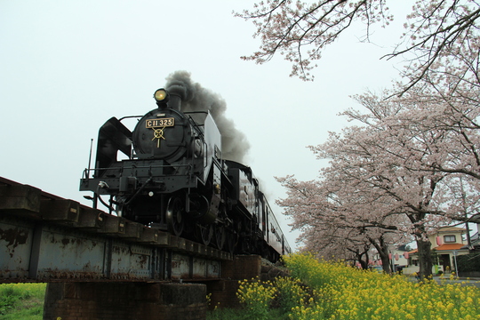 桜と菜の花と真岡鉄道_b0207413_1248999.jpg