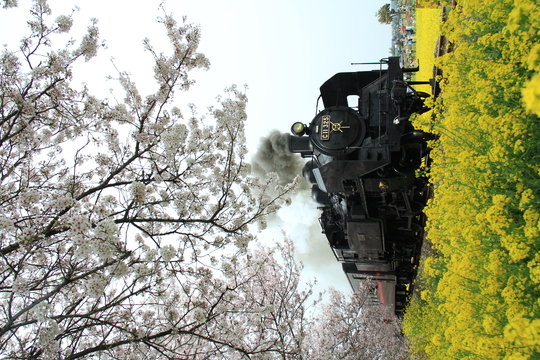 桜と菜の花と真岡鉄道_b0207413_12524829.jpg