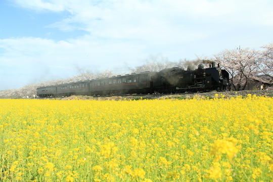 桜と菜の花と真岡鉄道_b0207413_945751.jpg