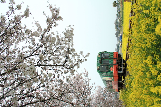 桜と菜の花と真岡鉄道_b0207413_955698.jpg
