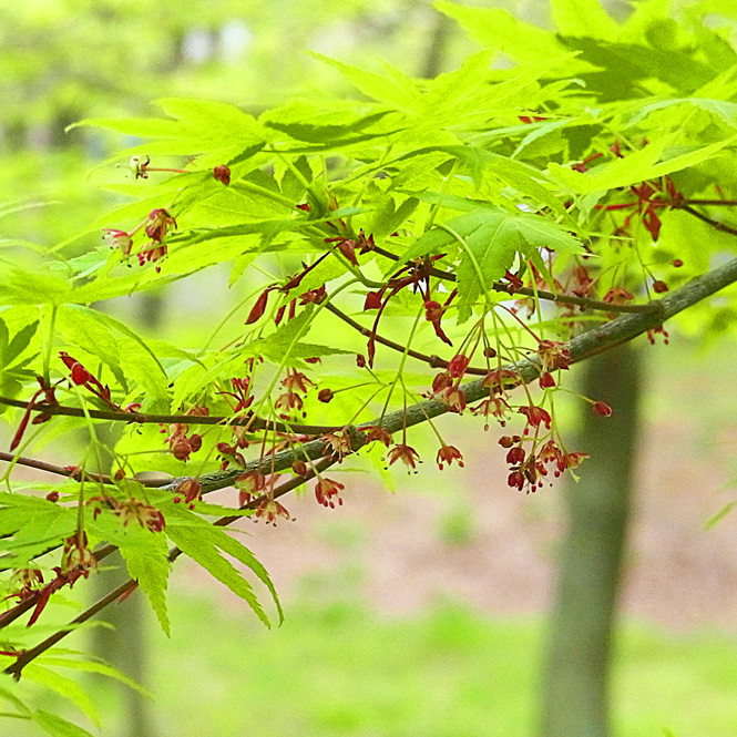 イロハモミジの花 樹木見て歩き