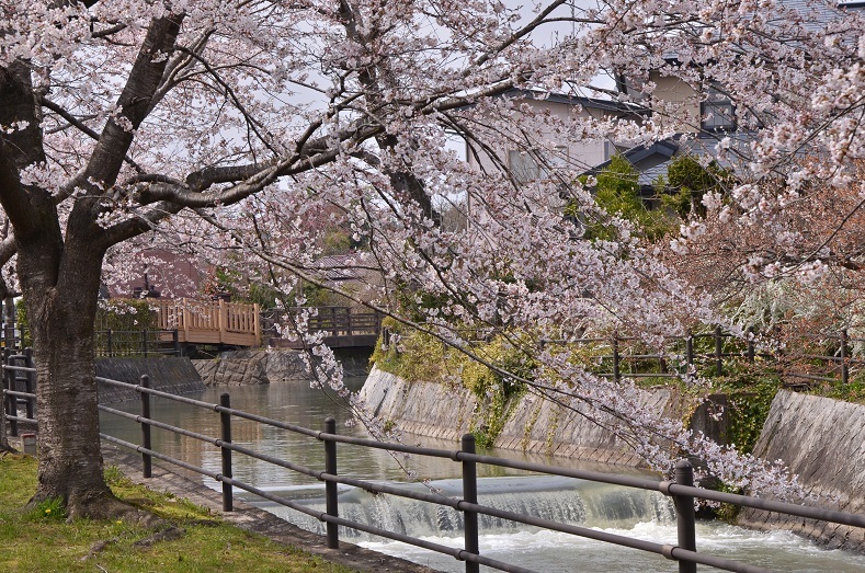 岩出山と古川の桜_e0349817_22272065.jpg