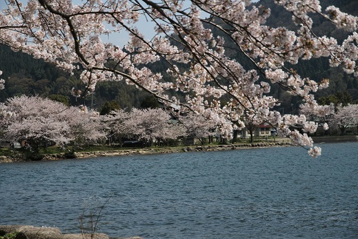 昨日は大津へ　海津大崎の桜_e0206820_14251162.jpg