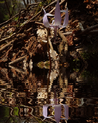 f0193521_96583.gif