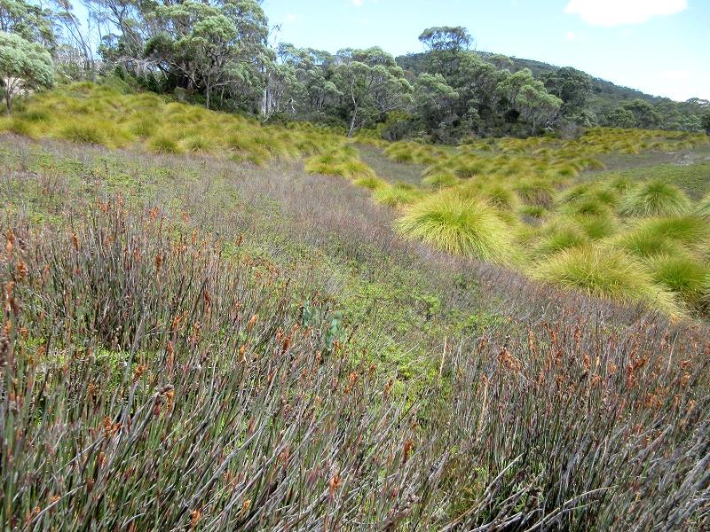 Traveling in Tasmania by solo Japanese woman ＜Day 5＞世界遺産クレイドル山で湖めぐりのハイキング_f0308721_2151947.jpg