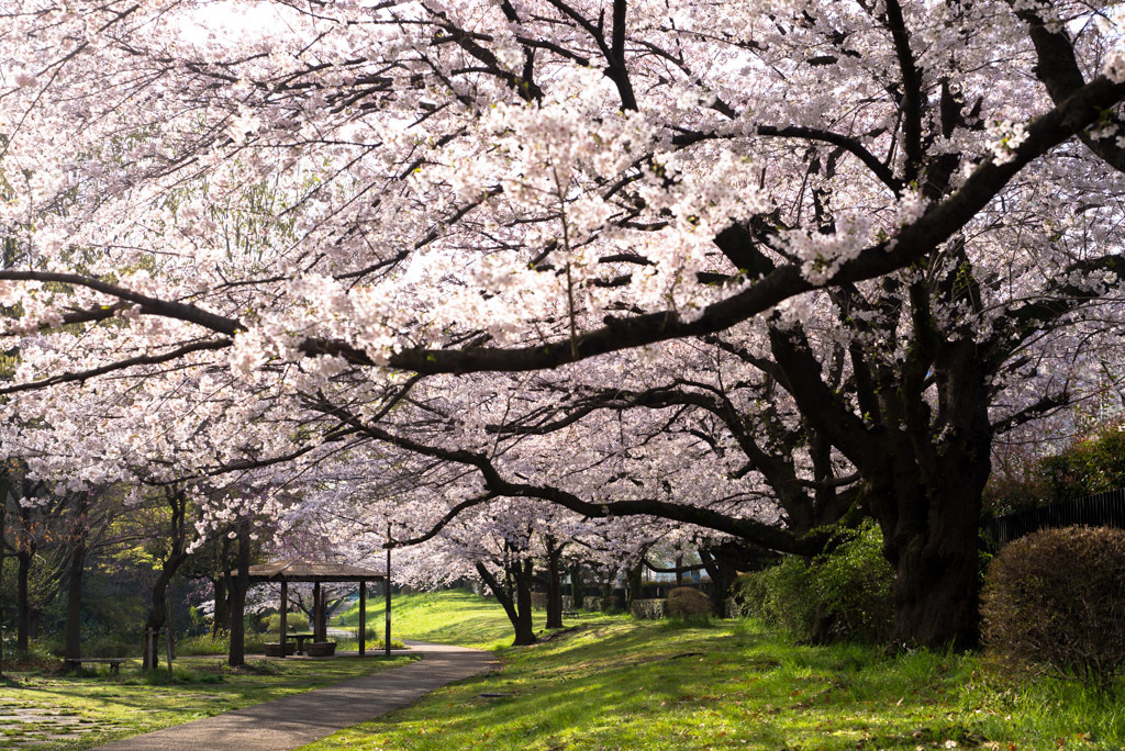 根川緑道の桜_d0161322_12404441.jpg