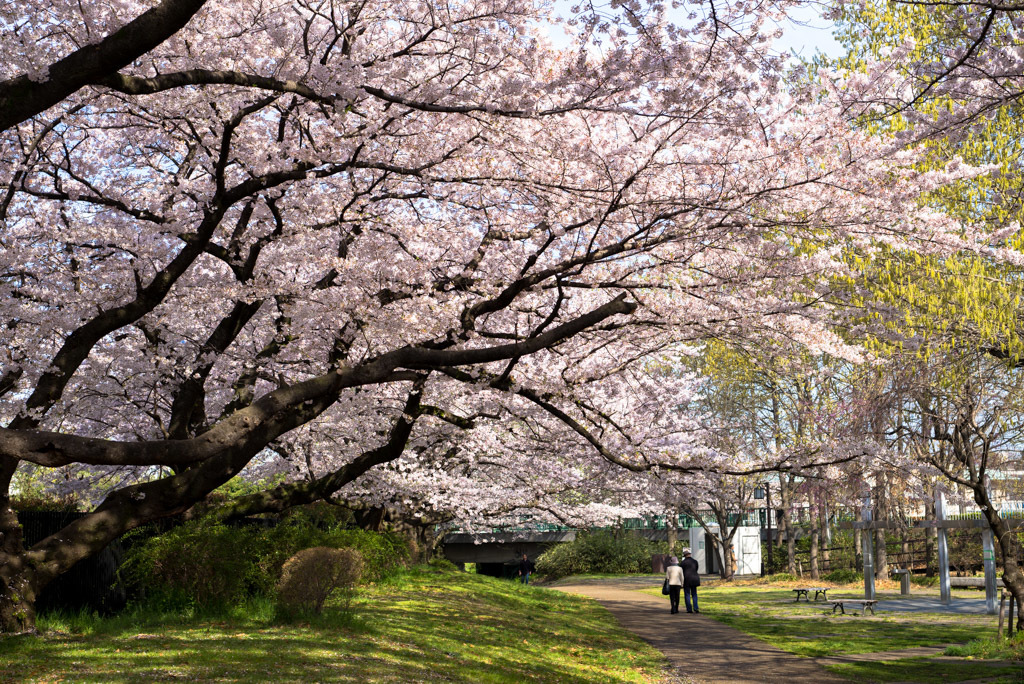 根川緑道の桜_d0161322_12580196.jpg