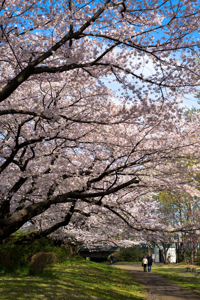 根川緑道の桜_d0161322_12583310.jpg