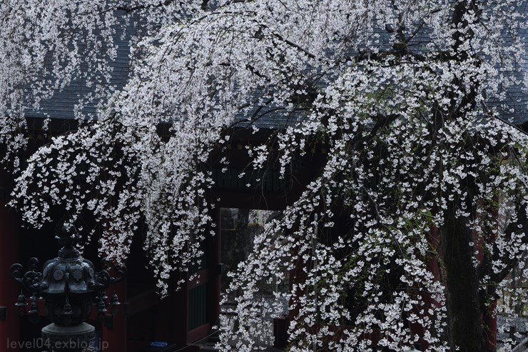 妙義神社 ～枝垂れ桜～_d0319222_913411.jpg