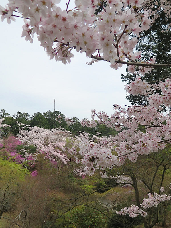 石山寺の「紫式部と石山秋月」_d0352628_9323345.jpg