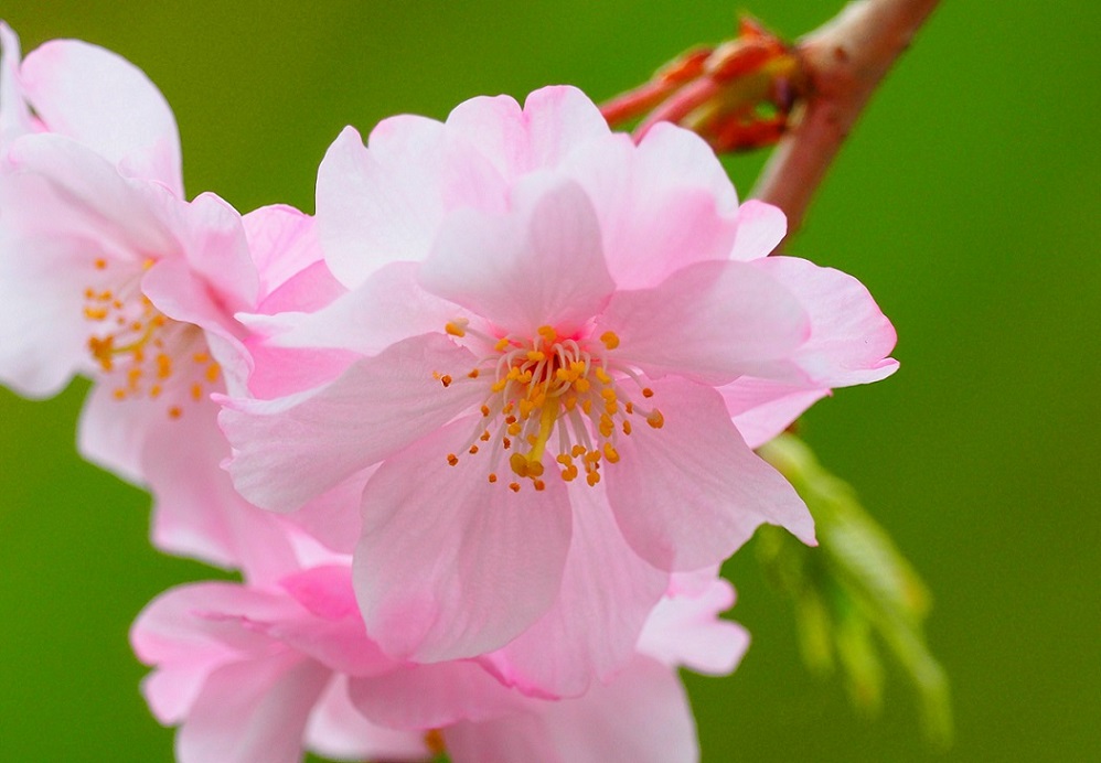 日本の花、サクラ！_a0161836_7333575.jpg