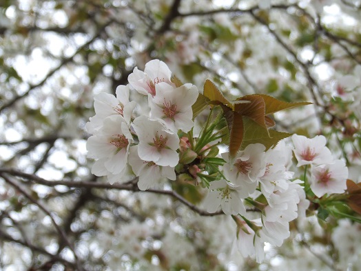 まだまだ咲いている桜_b0089338_2132565.jpg