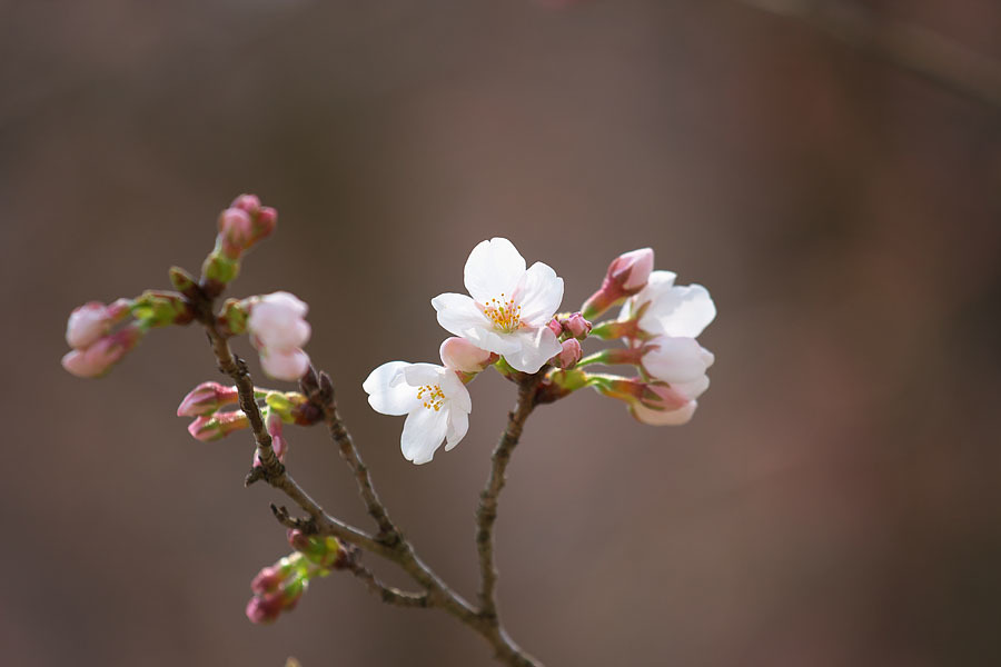 桜便り’１６　＃8　~Portrait of  染井吉野~_c0067040_23233972.jpg