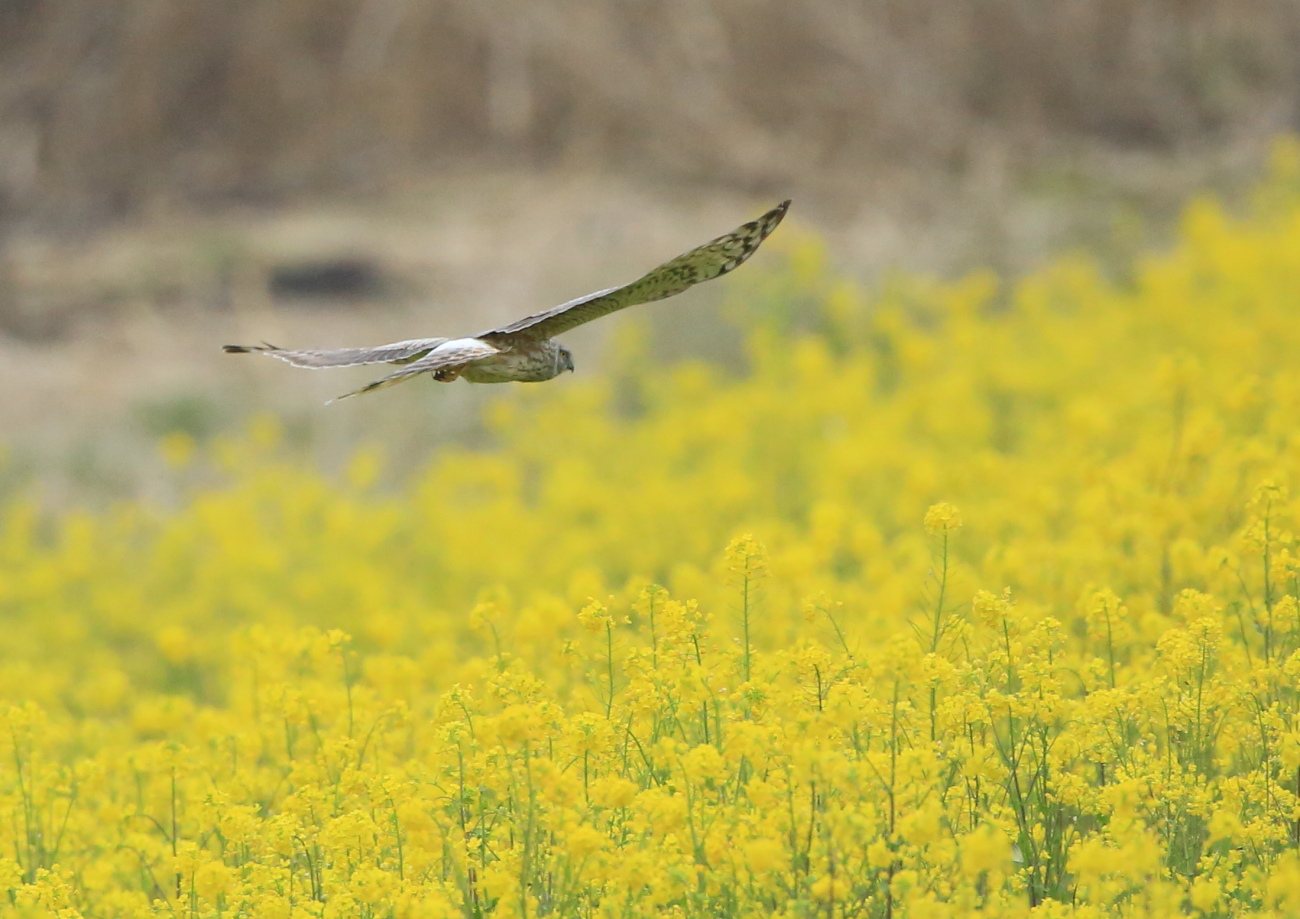 菜の花ハイチュウ♀_c0304040_2248297.jpg