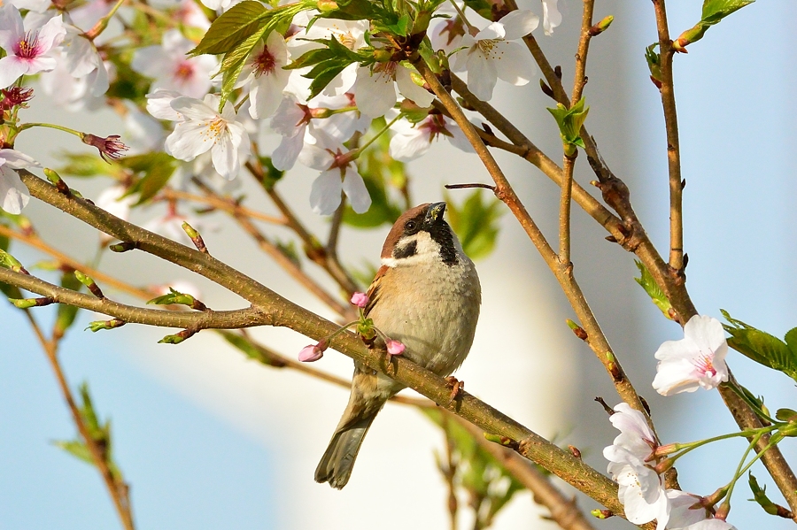 桜雀（通勤撮影）_d0148541_21255560.jpg