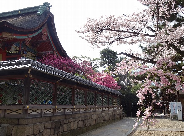 御香宮神社の枝垂れ桜_b0299042_2142419.jpg