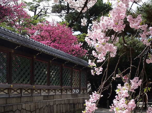 御香宮神社の枝垂れ桜_b0299042_21462114.jpg