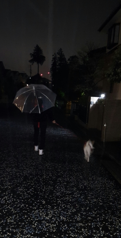 Walking in the rain_a0353444_23433998.jpg