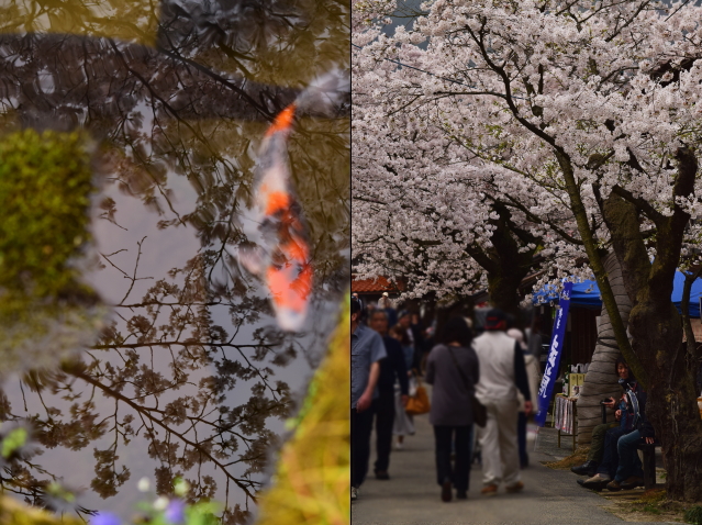 花めぐり女子ツー　がいせん桜_c0339546_20221493.jpg