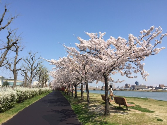 桜　新潟市_b0249247_2133510.jpg