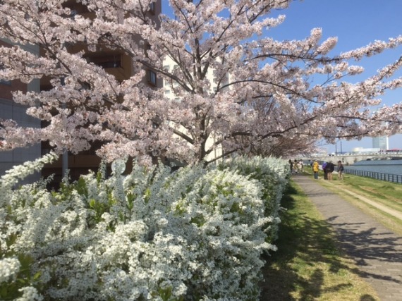 桜　新潟市_b0249247_2154881.jpg