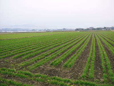 砂田米 れんげを肥料に使った「砂田のこだわりれんげ米」大好評発売中!今年もれんげが咲き誇ってます!!_a0254656_18233145.jpg