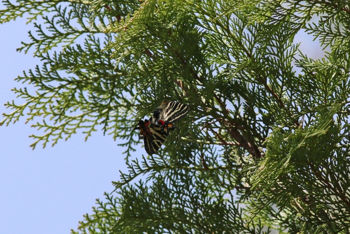 ２週続きでギフチョウハズレ？_e0224357_22251882.jpg