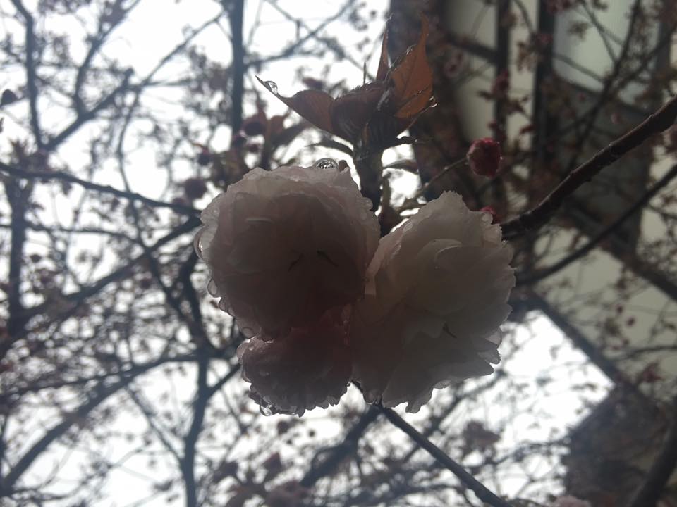 c0115560_1094473.jpg