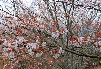 桜咲く吉野山トレッキング♪_b0194861_21184197.jpg