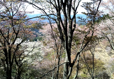 桜咲く吉野山トレッキング♪_b0194861_21242667.jpg